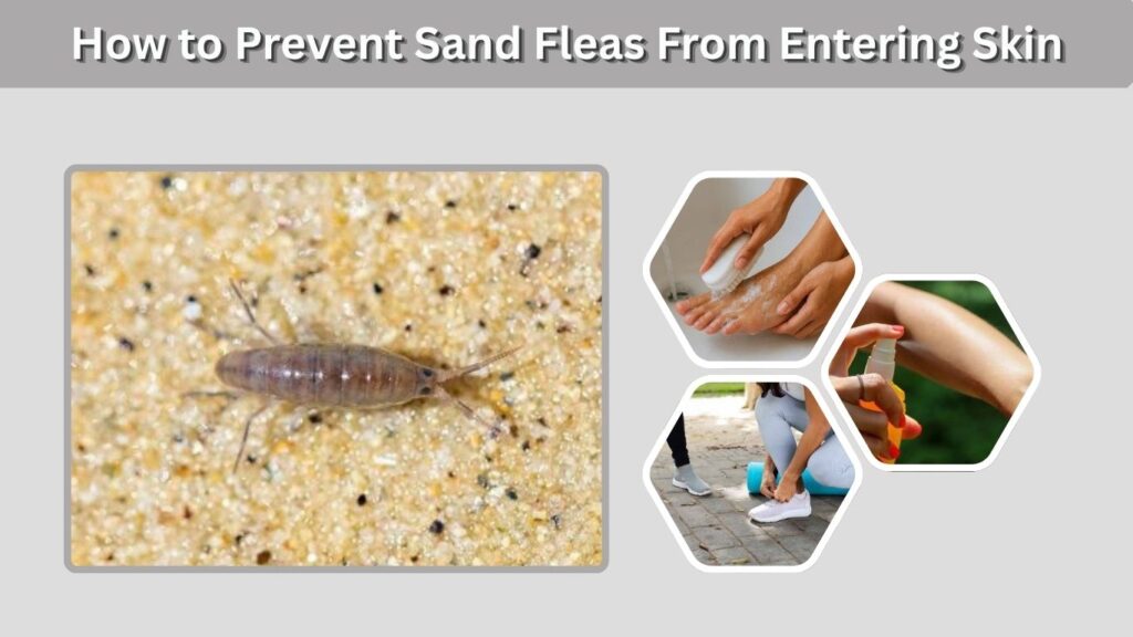 How to Prevent Sand Fleas From Entering Skin