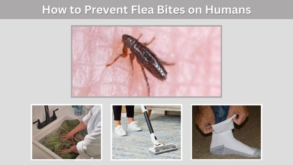 How to Prevent Flea Bites on Humans