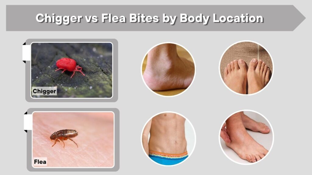 Flea