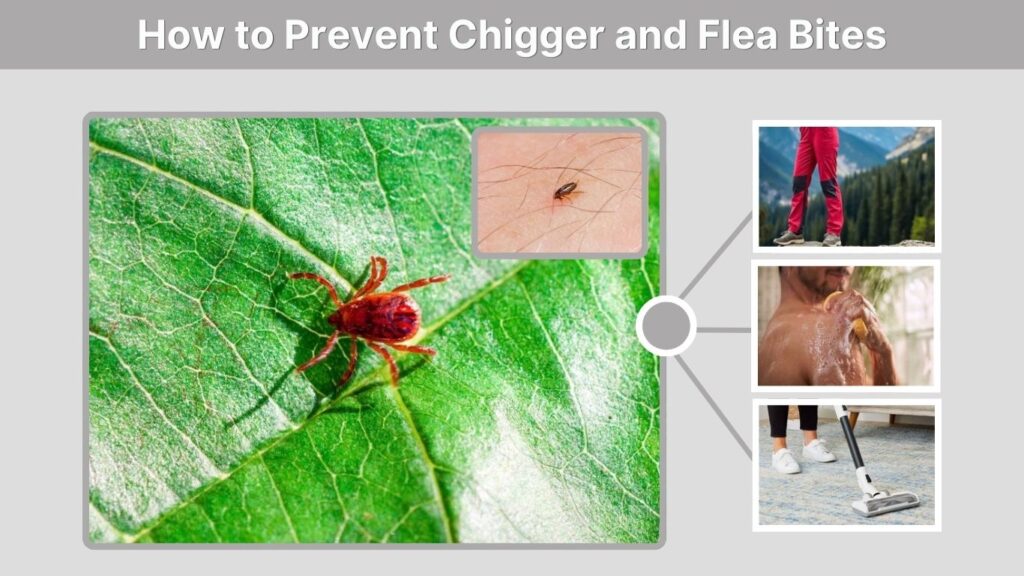 How to Prevent Chigger and Flea Bites