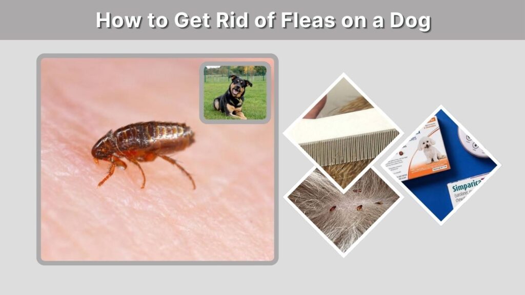 How to Get Rid of Fleas on a Dog