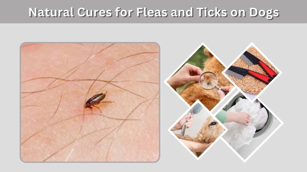 Natural Cures for Fleas and Ticks on Dogs