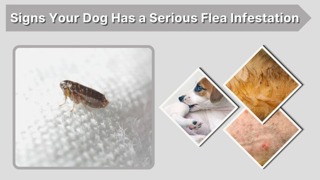 Signs Your Dog Has a Serious Flea Infestation