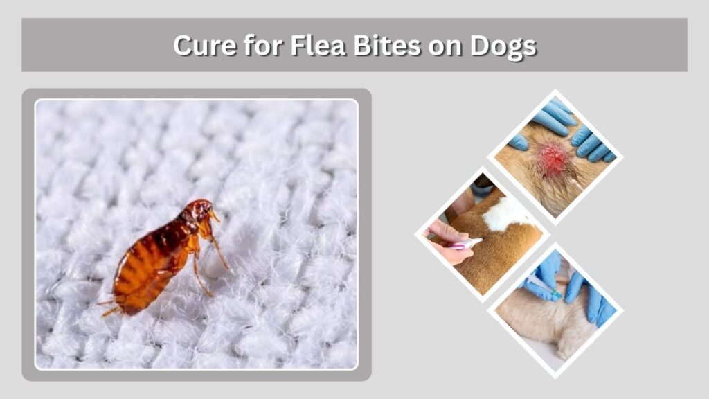 Cure for Flea Bites on Dogs