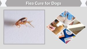 Flea Cure for Dogs: Safe and Effective Treatment