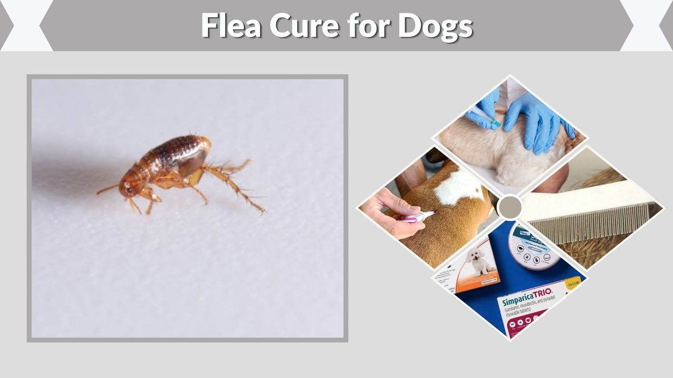 Flea Cure for Dogs: Safe and Effective Treatment