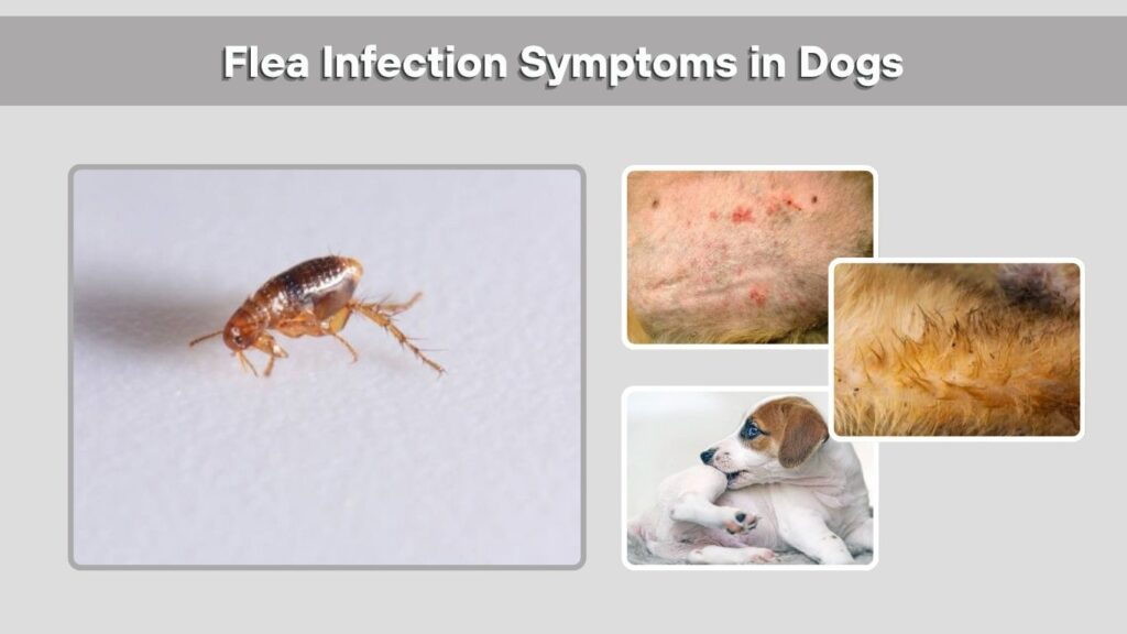 Flea Infection Symptoms in Dogs