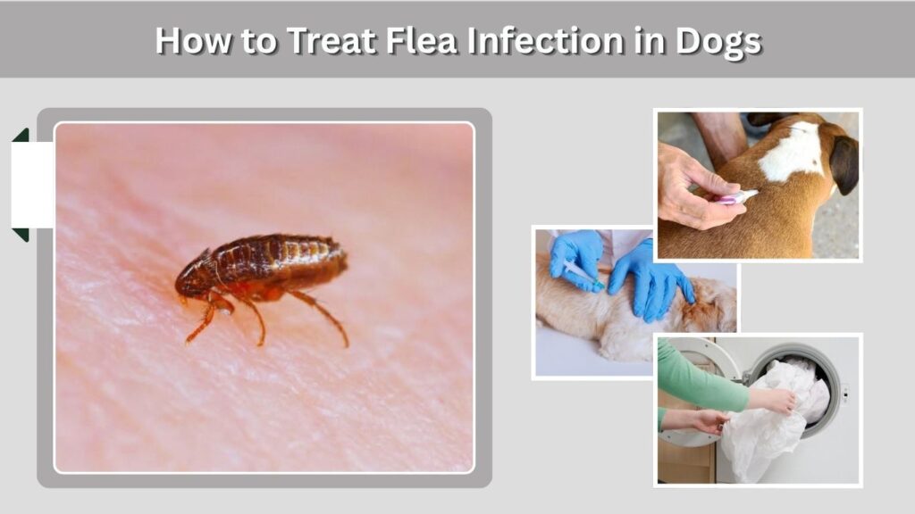 How to Treat Flea Infection in Dogs