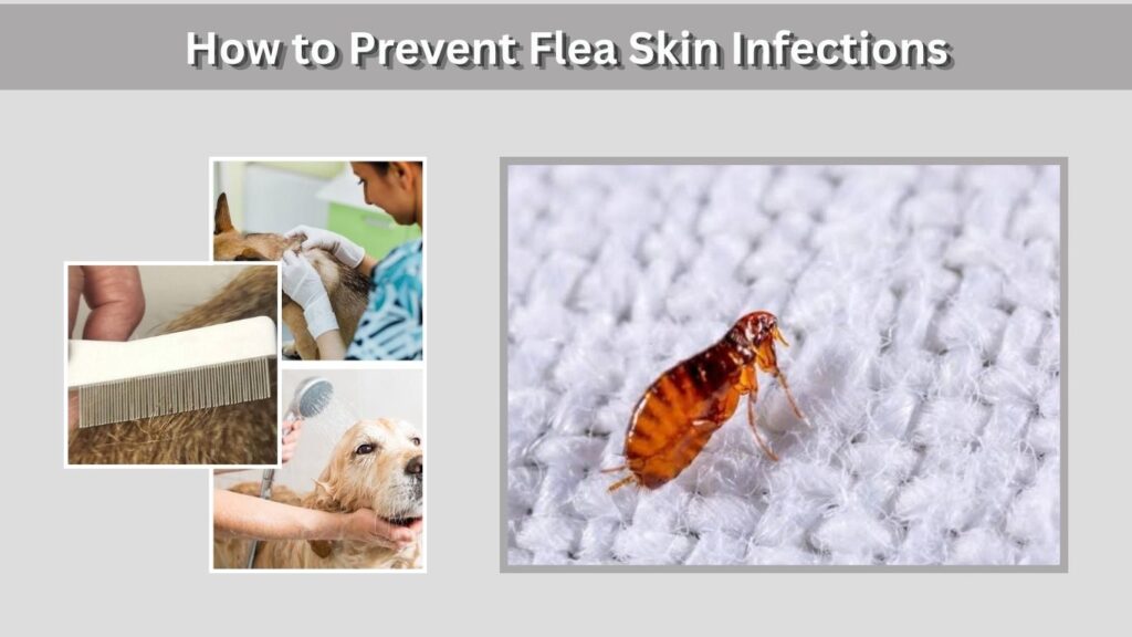 How to Prevent Flea Skin Infections