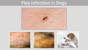 Flea Infection in Dogs: Symptoms, Treatment and Prevention