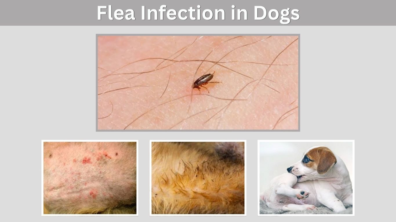 Flea Infection in Dogs: Symptoms, Treatment and Prevention