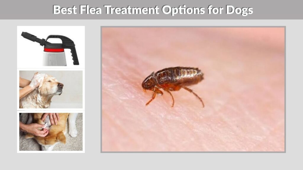 Best Flea Treatment Options for Dogs