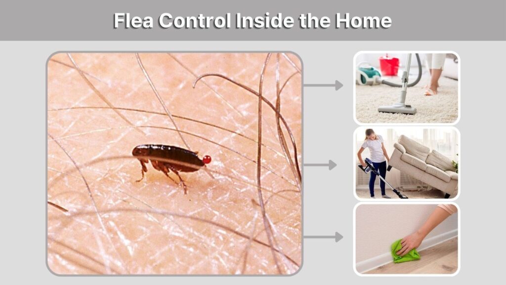 Flea Control Inside the Home