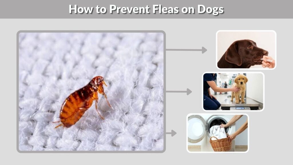 How to Prevent Fleas on Dogs
