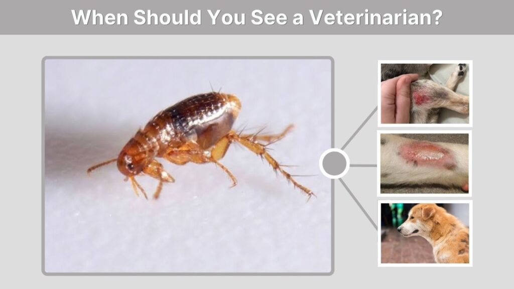 When Should You See a Veterinarian?