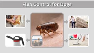 Flea Control for Dogs: Treatment and Prevention Guide