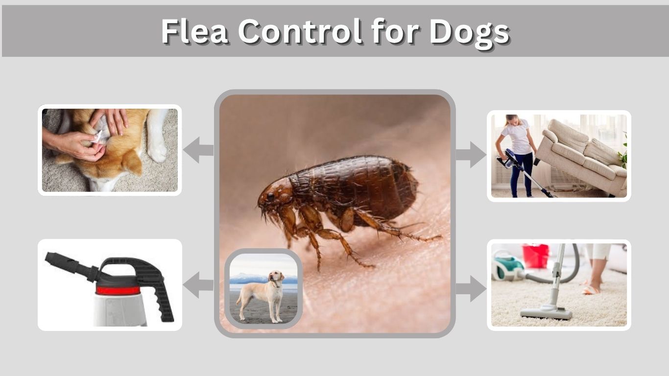 Flea Control for Dogs: Treatment and Prevention Guide