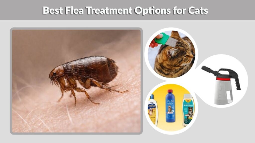 Best Flea Treatment Options for Cats