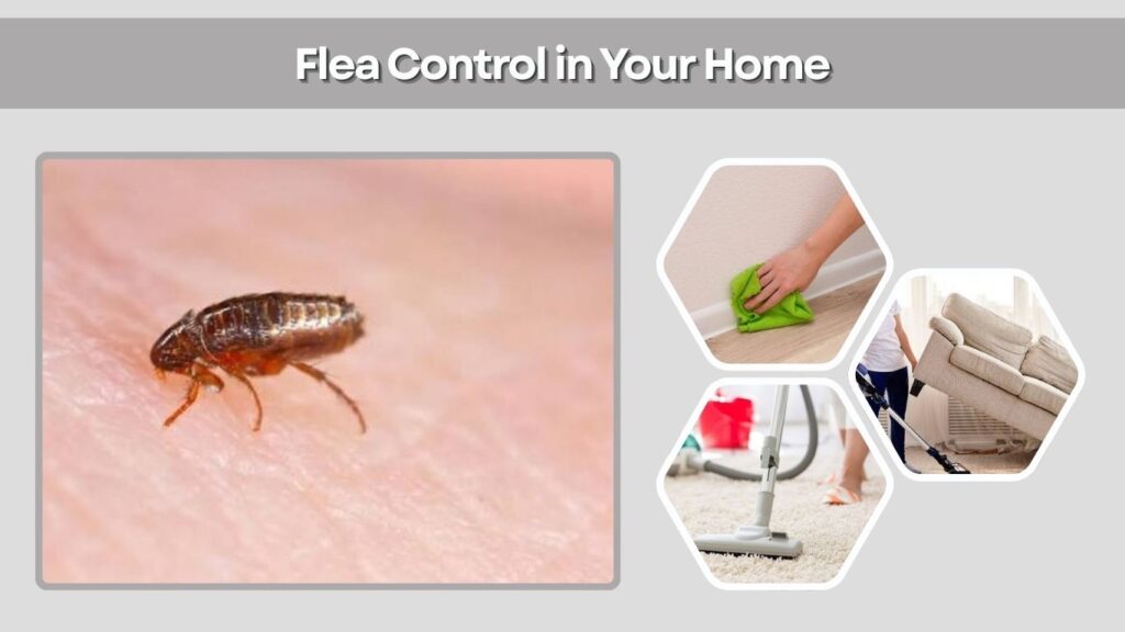 Flea Control in Your Home