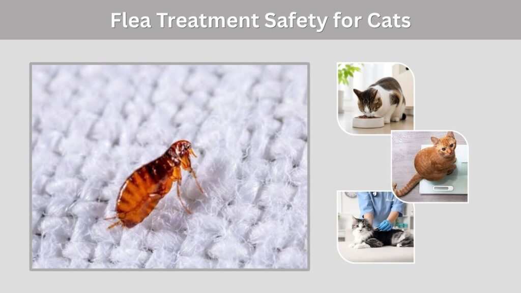 Flea Treatment Safety for Cats