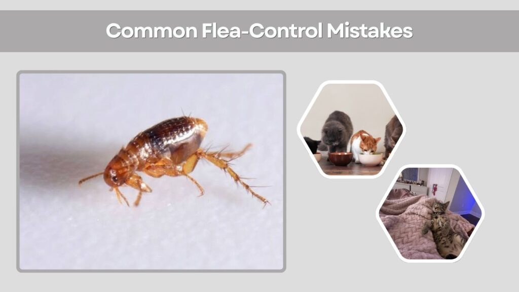 Common Flea-Control Mistakes