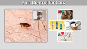 Flea Control for Cats: Treatment, Prevention and Safety