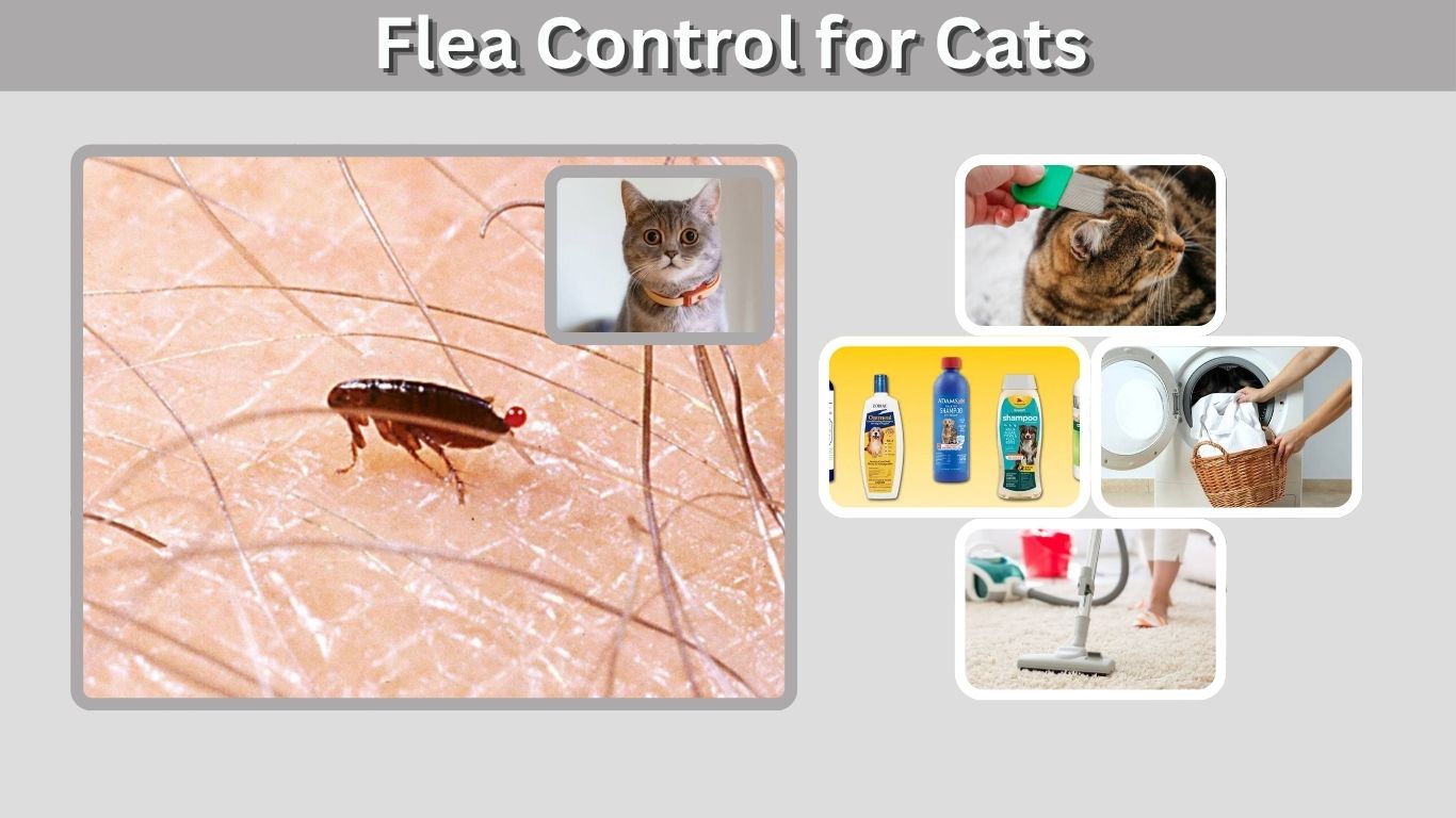 Flea Control for Cats: Treatment, Prevention and Safety