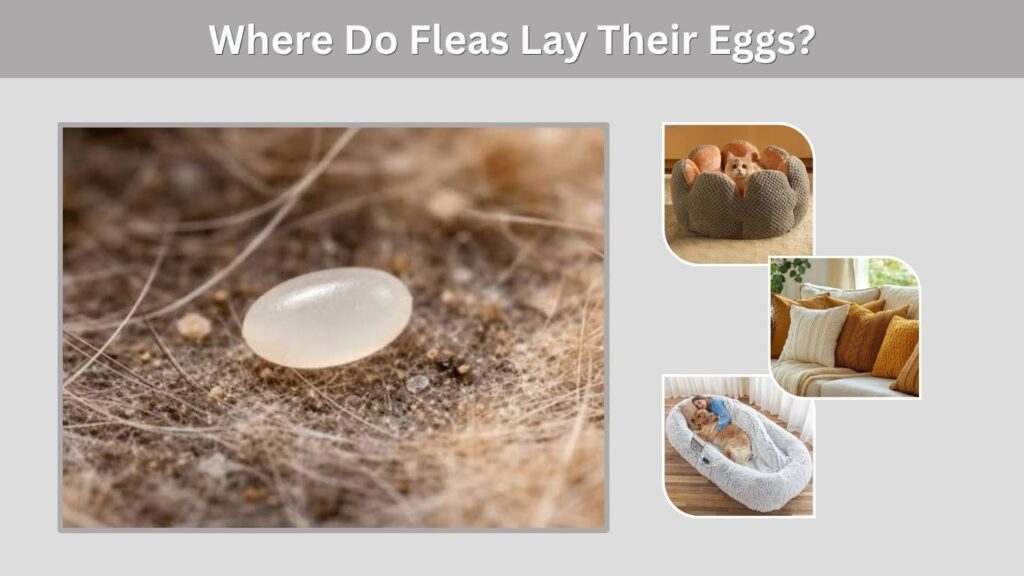 Where Do Fleas Lay Their Eggs?