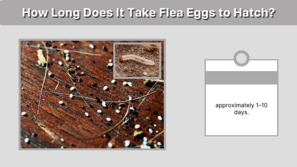 How Long Does It Take Flea Eggs to Hatch?