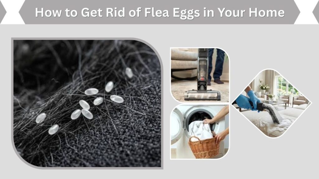 How to Get Rid of Flea Eggs in Your Home