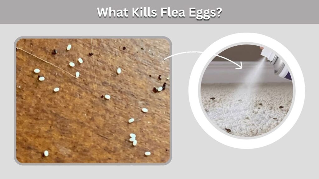 What Kills Flea Eggs?