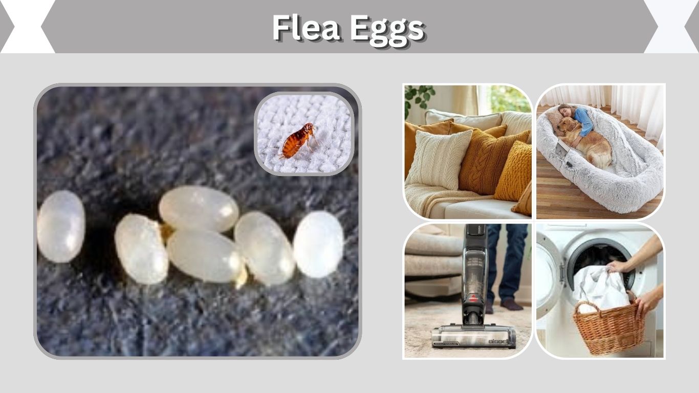 Flea Eggs: Identification, Life Cycle & Removal Guide