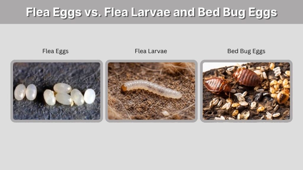 Flea Eggs vs. Flea Larvae and Bed Bug Eggs