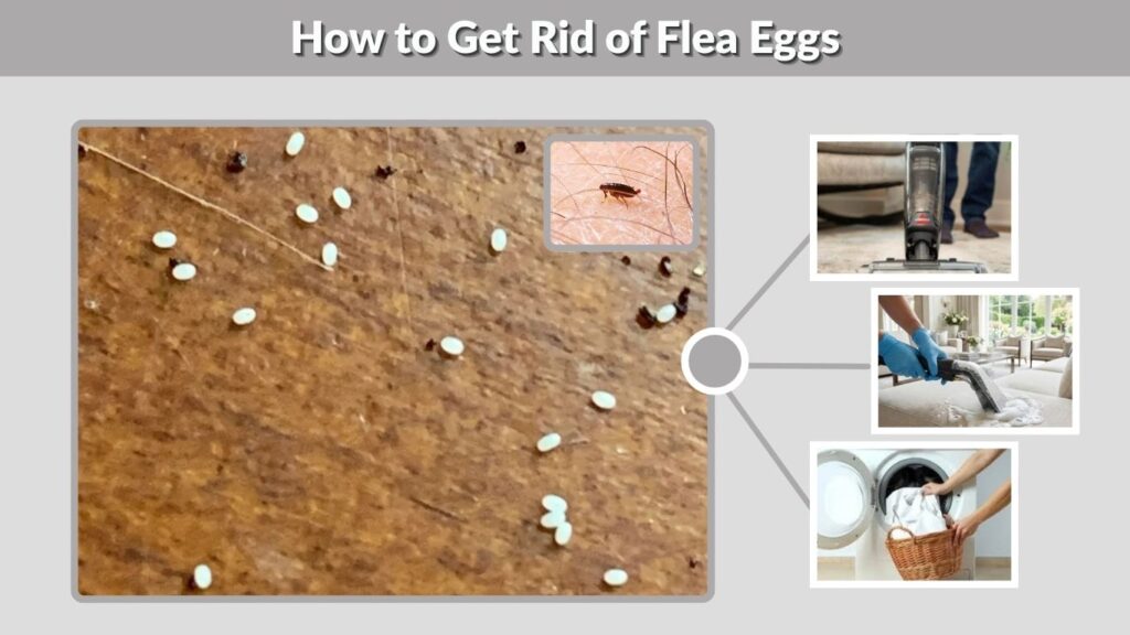 How to Get Rid of Flea Eggs