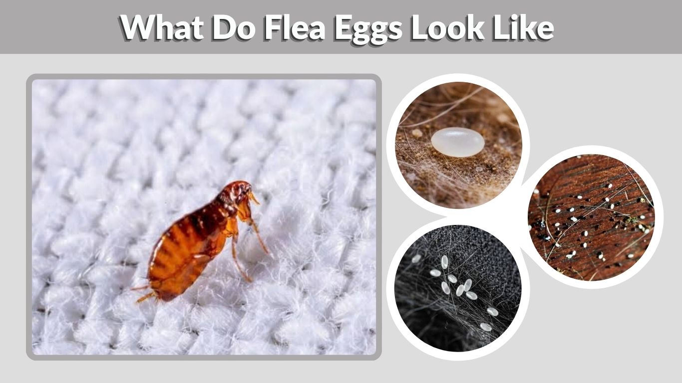 What Do Flea Eggs Look Like? Size, Color & Identification