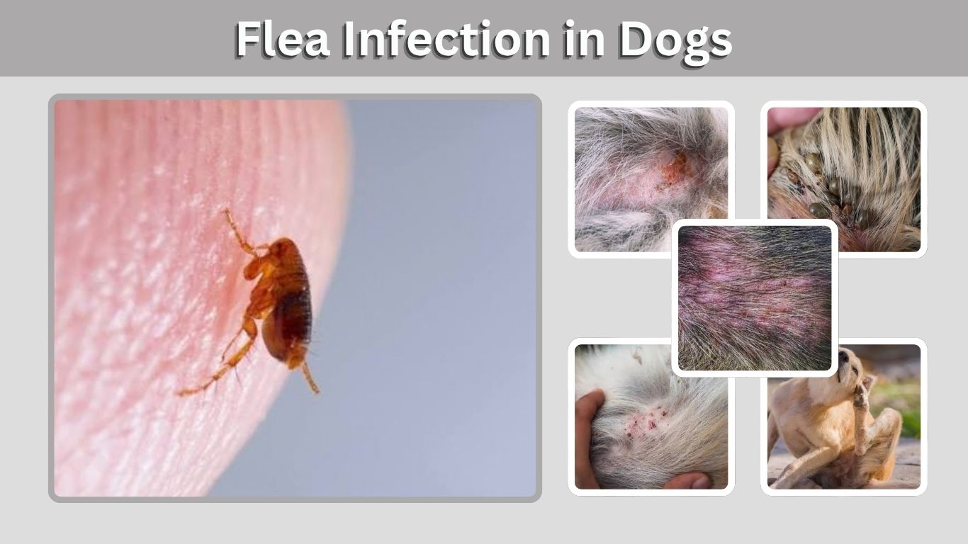 Flea Infection in Dogs: Symptoms, Causes & Treatment