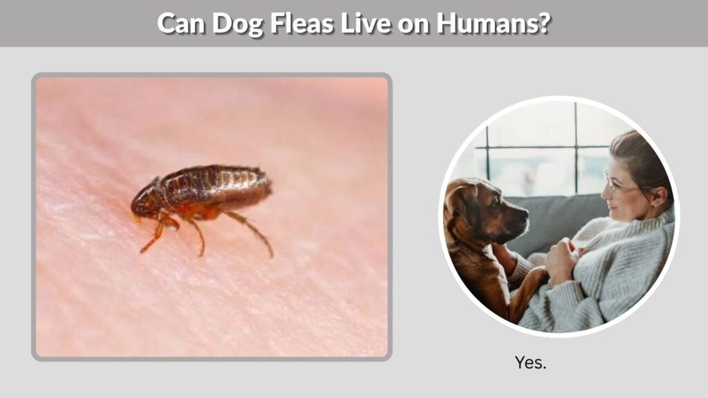 Can Dog Fleas Live on Humans?