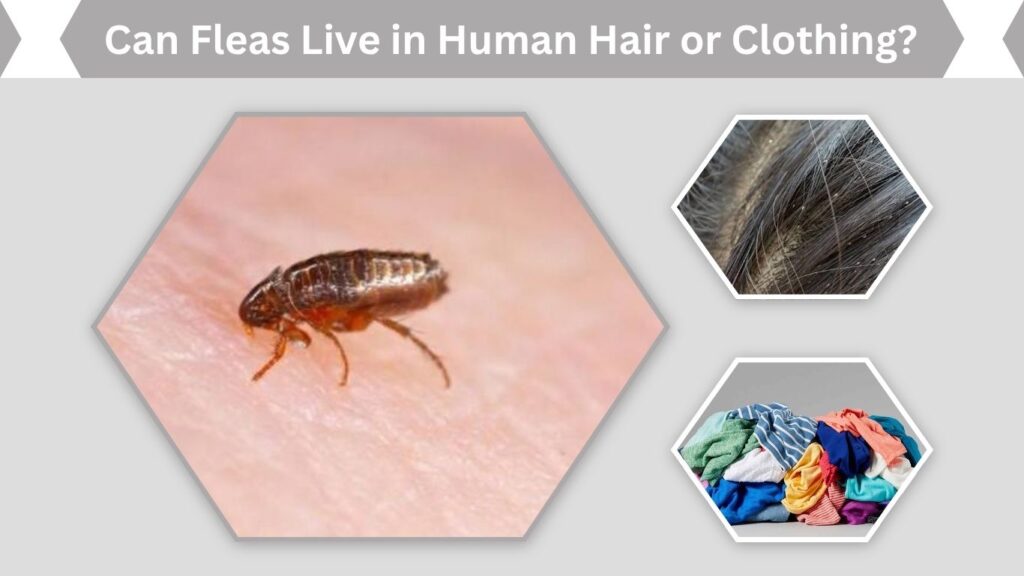 Can Fleas Live in Human Hair or Clothing?