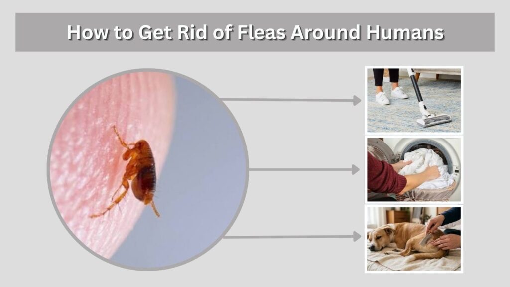 How to Get Rid of Fleas Around Humans