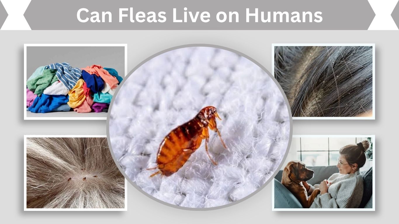 Can Fleas Live on Humans? Hair, Skin & Survival Facts