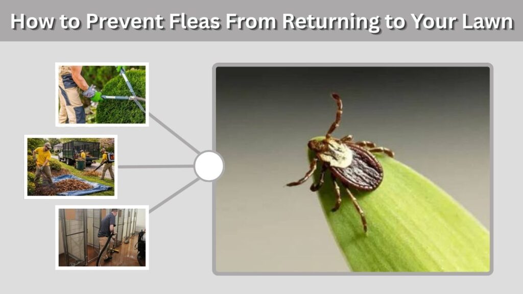 How to Prevent Fleas From Returning to Your Lawn