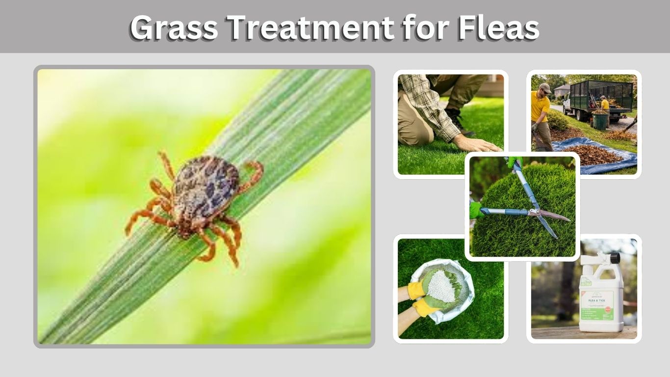 Grass Treatment for Fleas: 7 Effective Lawn Care Tips
