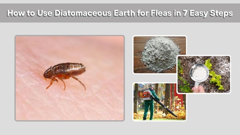 How to Use Diatomaceous Earth for Fleas in 7 Easy Steps