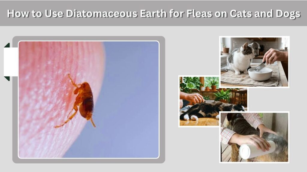 How to Use Diatomaceous Earth for Fleas on Cats and Dogs