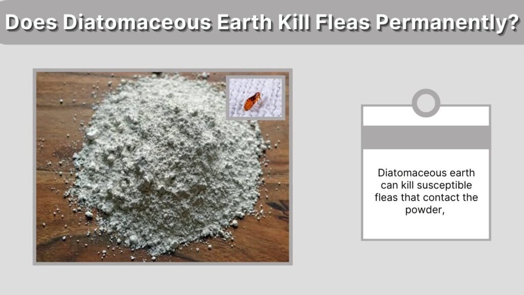Does Diatomaceous Earth Kill Fleas Permanently?