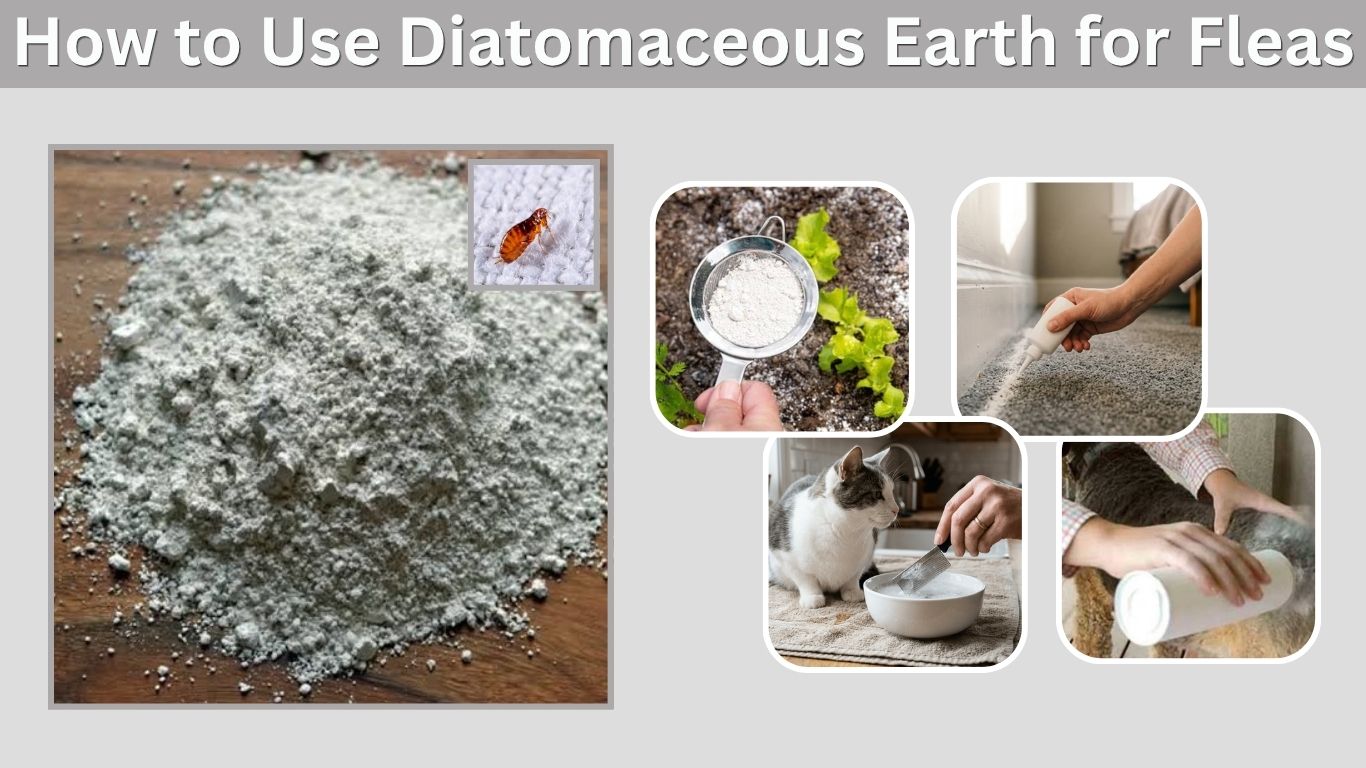 How to Use Diatomaceous Earth for Fleas: 7 Easy Steps