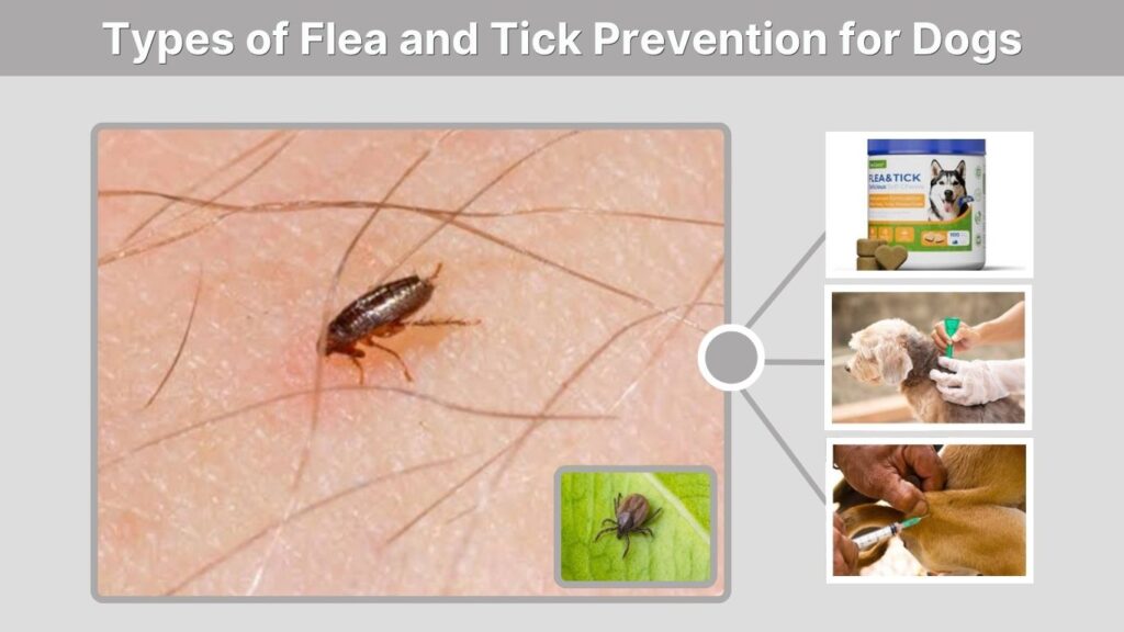 Types of Flea and Tick Prevention for Dogs