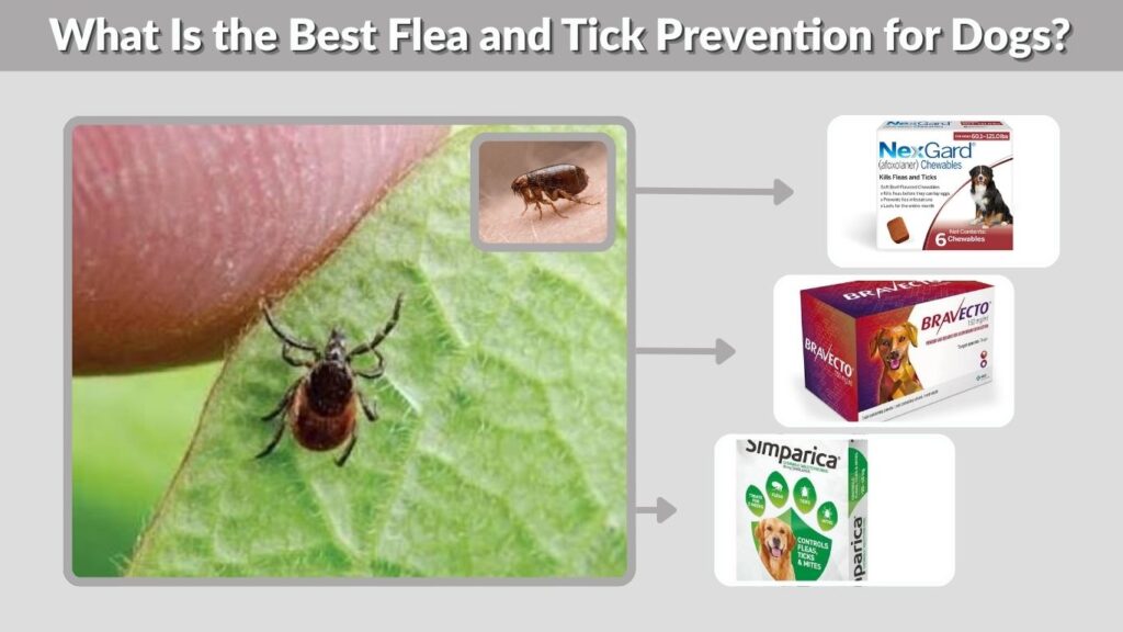 What Is the Best Flea and Tick Prevention for Dogs?