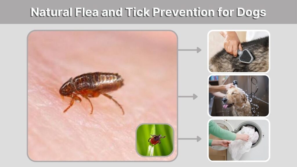 Natural Flea and Tick Prevention for Dogs