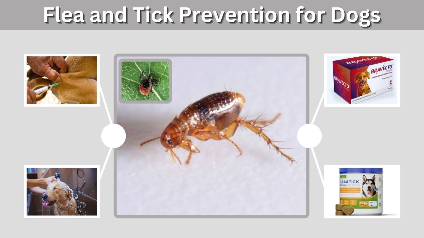 Flea and Tick Prevention for Dogs: Best & Safest Options